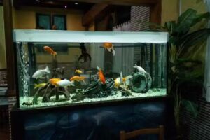 Pizzería Da Canio Express